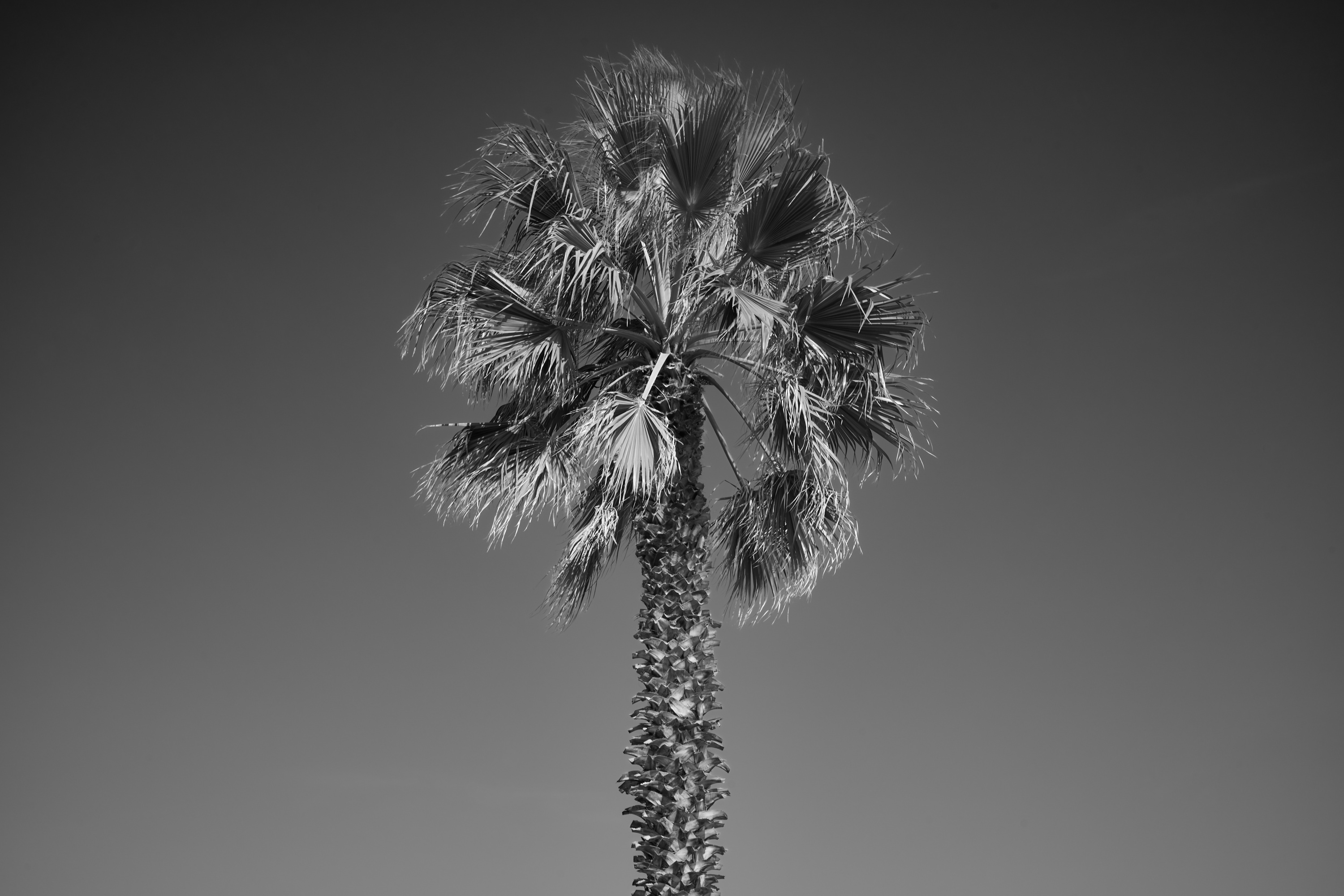 Palm