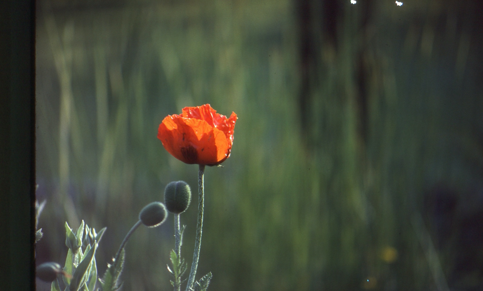 Pondside poppy